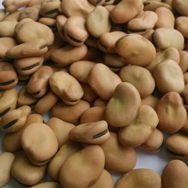 broad beans